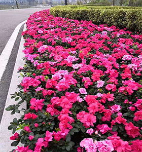 廣元波絲菊批發(fā)價(jià)格,各種工程苗木