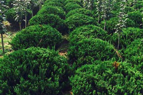 肥城松樹苗木,金銀木供應(yīng)商