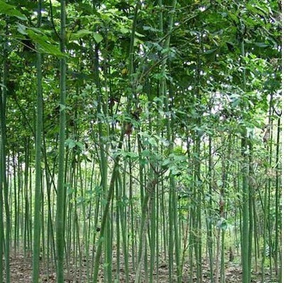 綠化苗28 -福建興輝苗木 產品展示(福建紅繡球、福建興輝苗木 、紅葉石蘭)-金泉網