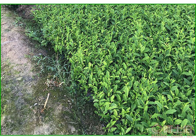 【福鼎大白茶苗價格】福鼎大白茶苗價格,價格,廠家,供應商,花木、果木種苗,雅安市名山區惠農苗木種植農民專業合作社 - 產品庫