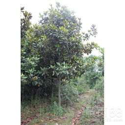 【廣玉蘭苗木價格廣玉蘭苗木18公分】- 