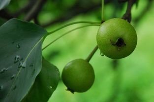 北方山梨 批發河北山梨 河北光輝苗木供應基地