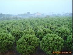 供應(yīng)精品苗木 綠化精品苗木 圖