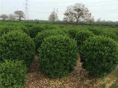 潢川2公分廣玉蘭苗木公司