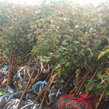 山東陽(yáng)江大自然地板價(jià)格 山東陽(yáng)江大自然地板公司 圖片 視頻