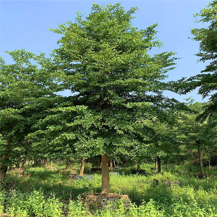 江西小葉欖仁行道樹(shù)細(xì)葉欖仁樹(shù)苗自產(chǎn)自銷(xiāo)綠化苗木