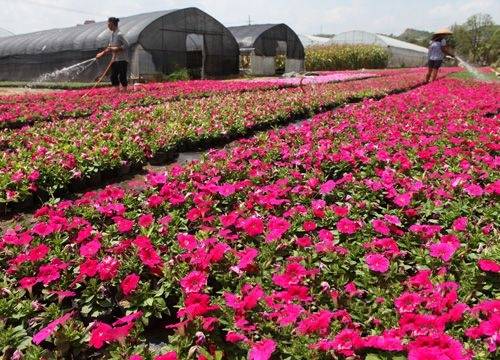 貴陽(yáng)市今年苗木價(jià)格同比上漲10%--貴州頻道--人民網(wǎng)