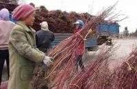 低價(jià)直銷(xiāo) 紅瑞木 丁香 各種規(guī)格 量大從優(yōu)[供應(yīng)]_綠化苗木_世界工廠網(wǎng)中國(guó)產(chǎn)品信息庫(kù)