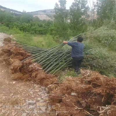 主營(yíng)產(chǎn)品:花卉租擺、工廠綠化工程、各種綠化苗木、花卉基地直銷(xiāo)