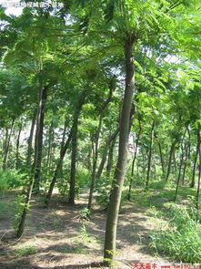 河南鄢陵綠城苗木基地