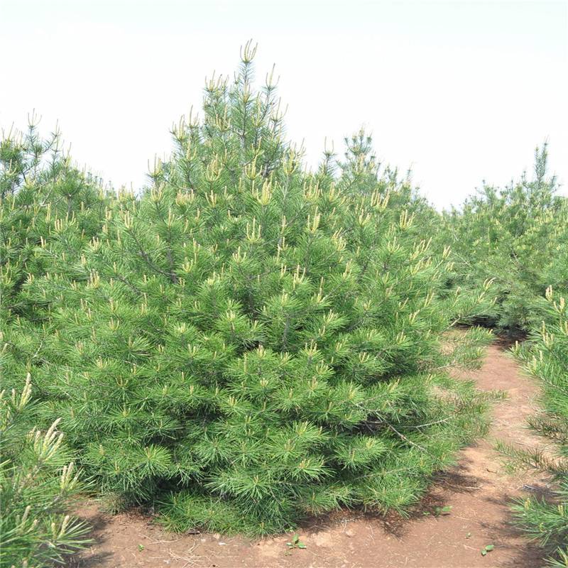 大興 國槐 龍柏 苗木價格