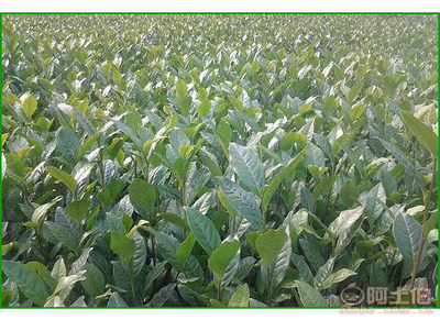 【成都福鼎大白茶苗純正品種#福鼎大白茶苗苗圃】福鼎大白茶苗,價格,廠家,供應商,其他農業,雅安市名山區惠農苗木種植農民專業合作社 - 產品庫