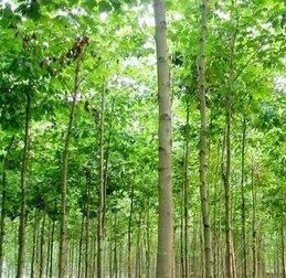 法桐基地的種植產(chǎn)品是什么,法桐基地的種植產(chǎn)品是什么生產(chǎn)廠家,法桐基地的種植產(chǎn)品是什么價(jià)格