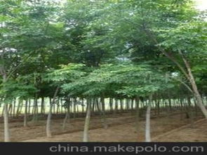 綠化苗木臭椿供應(yīng)商,價(jià)格,綠化苗木臭椿批發(fā)市場(chǎng) 