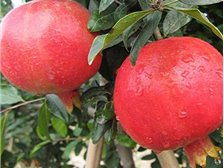 吳中區(qū)東山石井灣苗木場(chǎng)產(chǎn)品展示