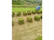 產(chǎn)品展示 郴州市蘇仙區(qū)宏達(dá)草皮苗木基地