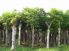 江蘇欒樹(shù)苗木基地