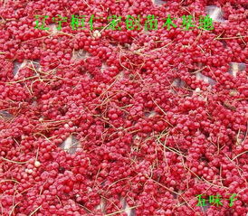 五味子苗價(jià)格 五味子小苗 五味子基地 遼寧五味子