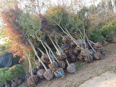 綠化苗木的規(guī)格術(shù)語(yǔ)及測(cè)量方法