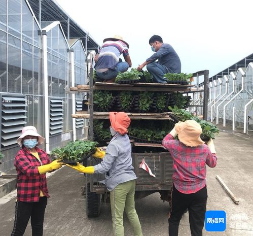 三亞培育1000萬株優(yōu)質瓜菜苗 保障冬春季瓜菜生產(chǎn)