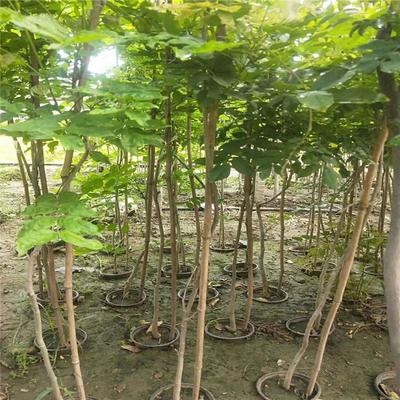 紫藤產(chǎn)業(yè)：廠家直銷、生產(chǎn)基地與園林綠化的完美結合