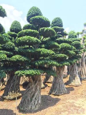 造型優美小葉榕供應，打造綠色生態空間——龍海市東泗興輝園藝場專業綠化苗木服務