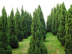 青州綠化苗木 選購優質綠化苗木，首選聚寶花卉苗木