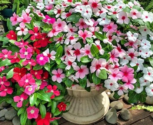 花期超長的4種花卉，一開花就是大半年，還好養