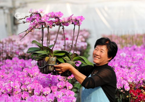 美麗經濟綻放 年宵花市場再升溫，花卉種植迎新春