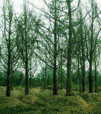 苗木供應信息 - 中國花木資訊網 | 園林苗木報價、供求信息與花木行情分析