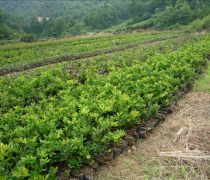 芳青花卉苗木 路口綠化優選，打造綠色生態新篇章