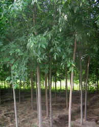 濟(jì)寧李營(yíng)白蠟 苗木產(chǎn)業(yè)的璀璨明珠