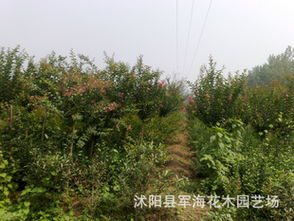 紅花紫薇綠化苗木全攻略 從種子到成苗的批發(fā)選購指南