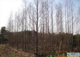 合肥優(yōu)質(zhì)水杉苗木供應，綠化工程優(yōu)選，規(guī)格齊全直達世界工廠網(wǎng)