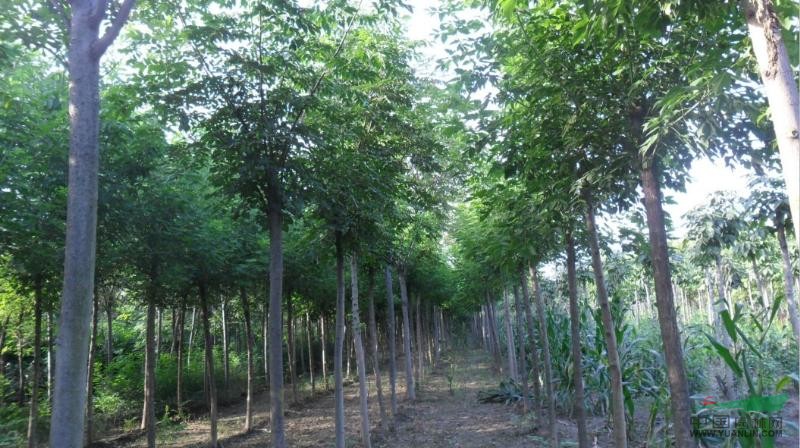 河南黃山欒樹種植基地 專業批發與價格指南